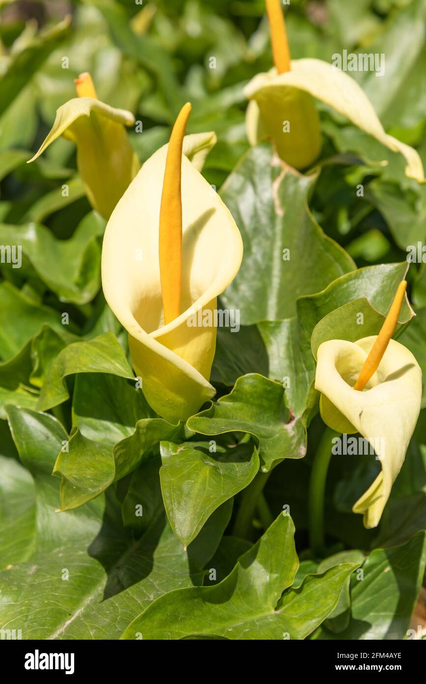 Cream coloured Arum Lily Stock Photo Alamy