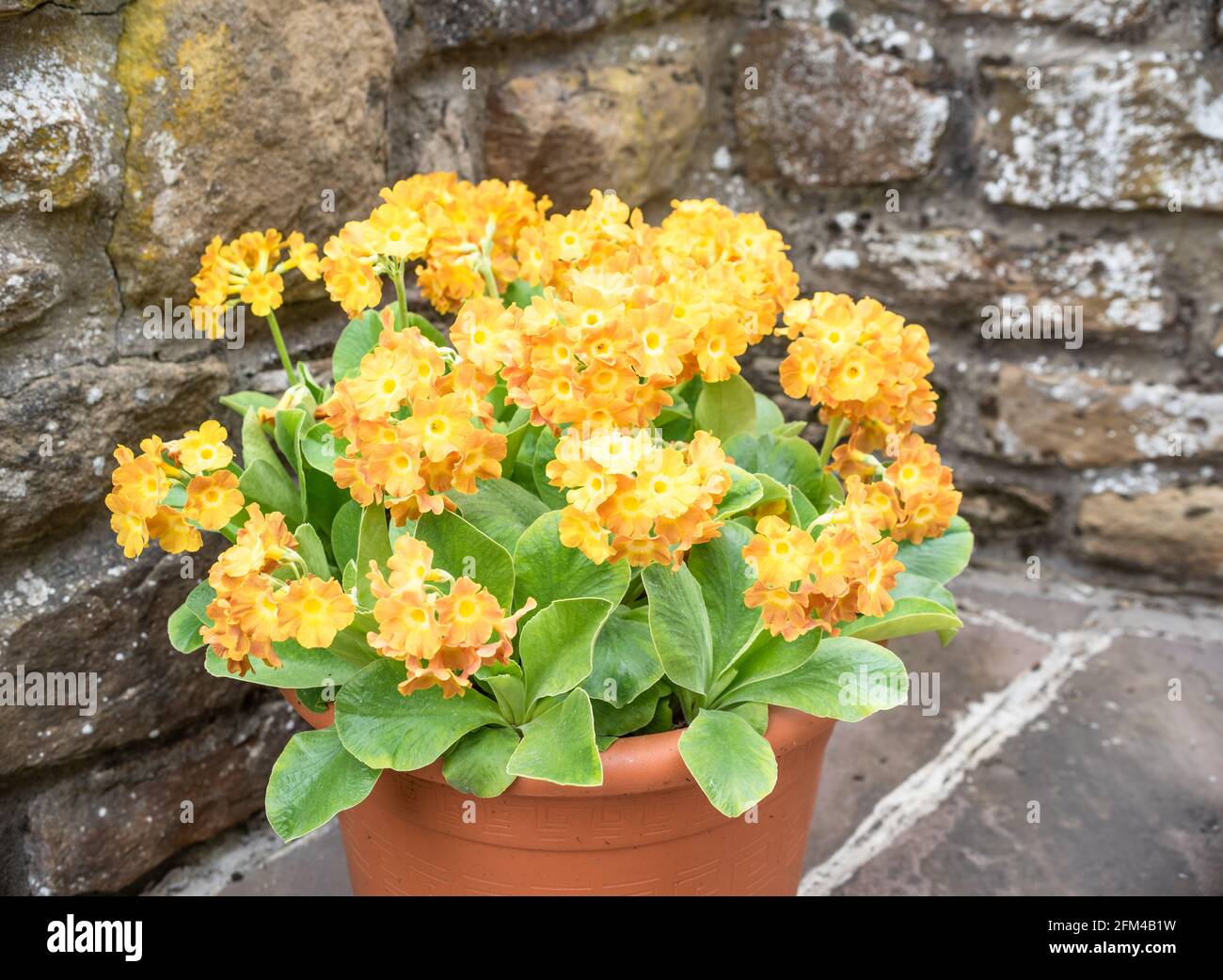 Orange flowered Primula Auricula in a pot Stock Photo