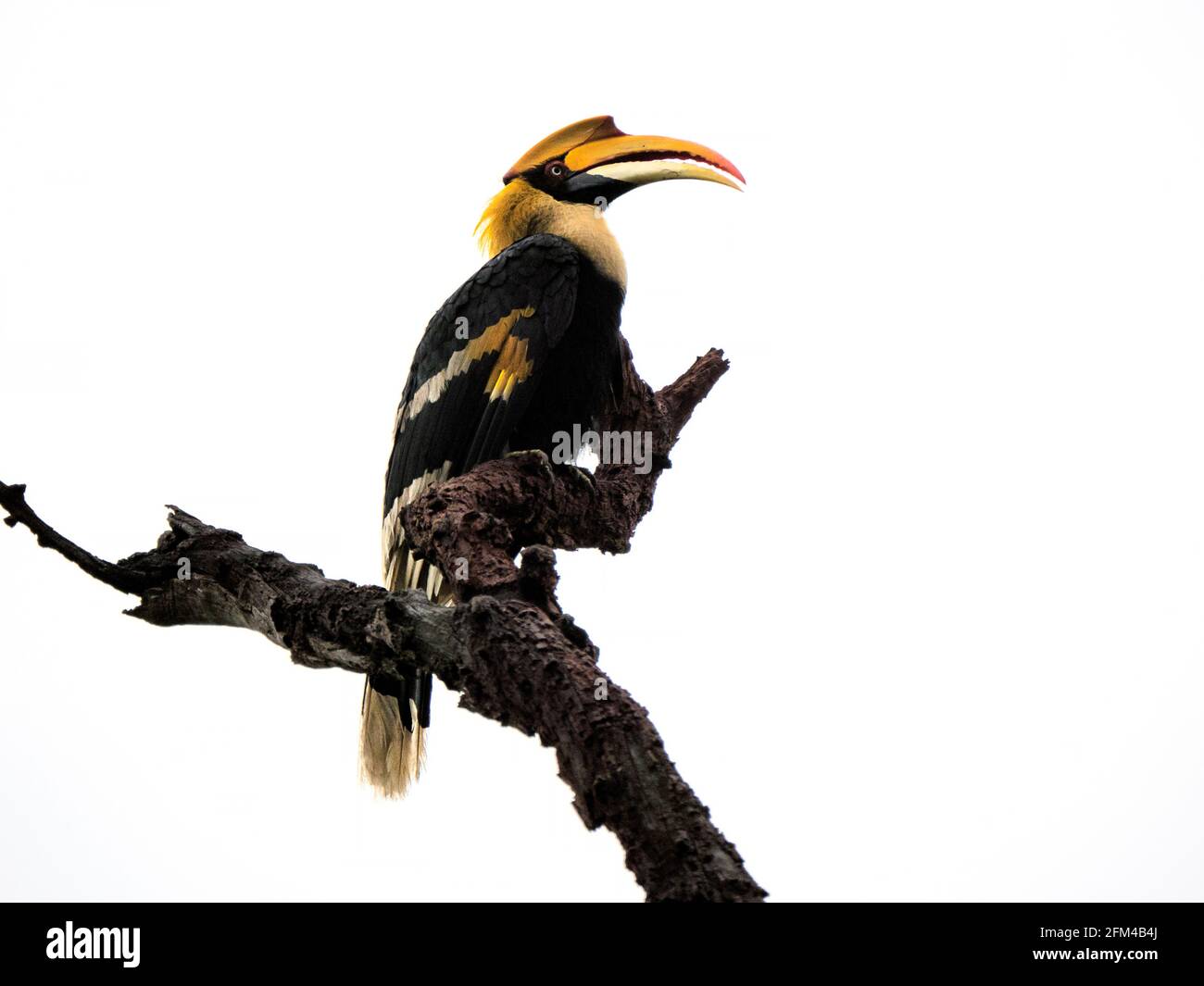 The great hornbill (Buceros bicornis) also known as the concave-casqued hornbill, great Indian hornbill or great pied hornbill in wild Stock Photo