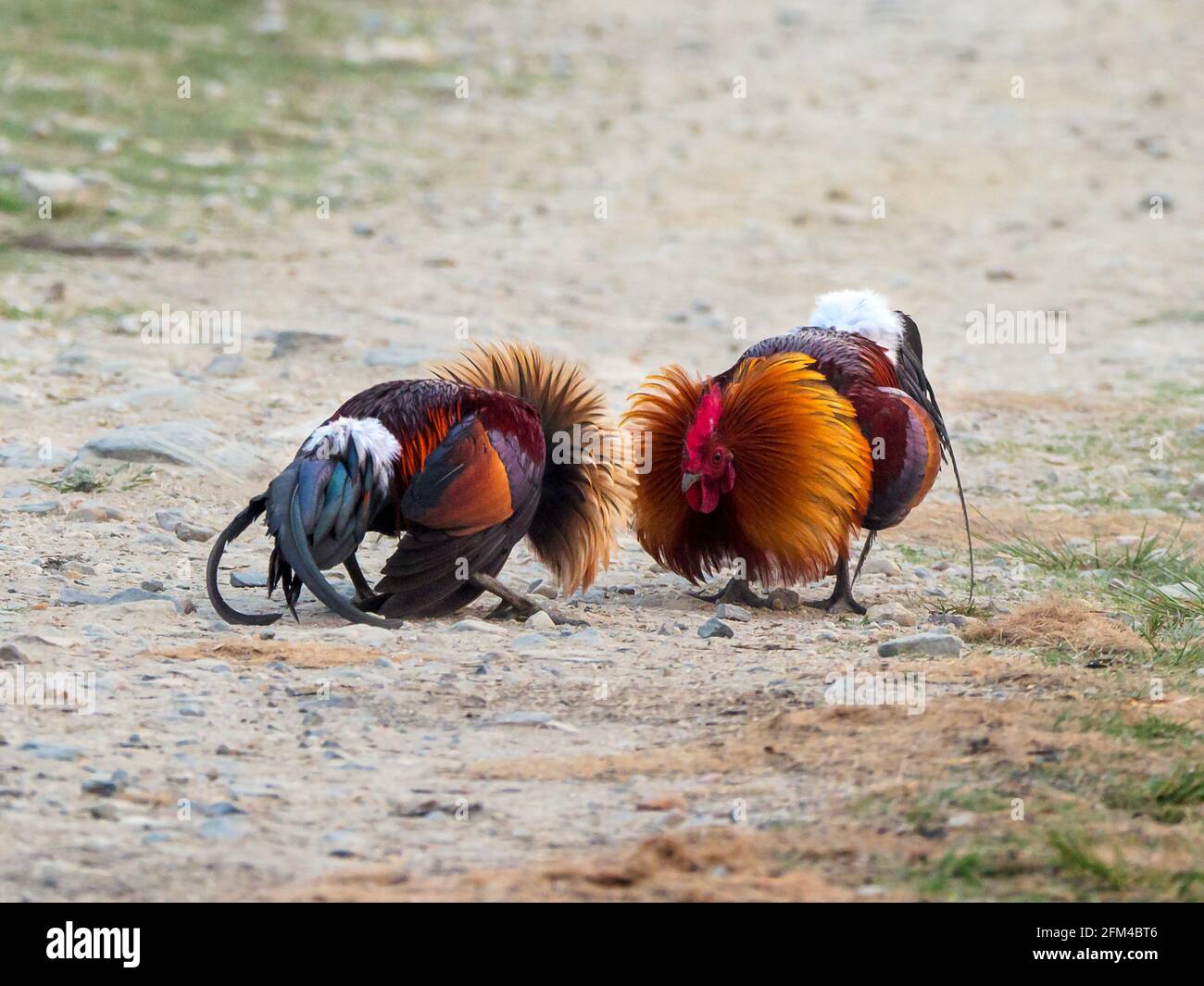 Junglefowls fighting for mating rights in Kaziranga National Park