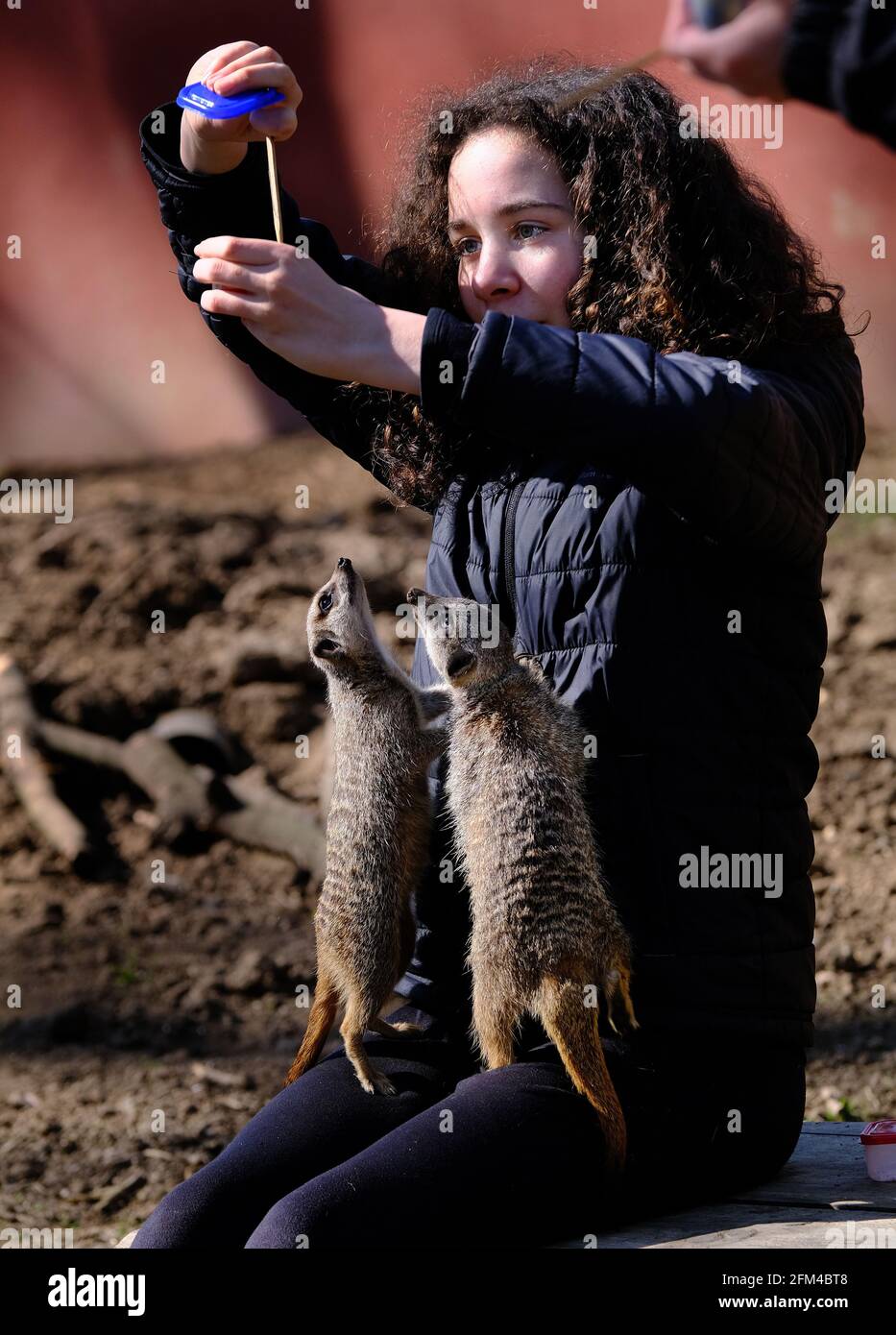 Girl in Meerkat enclosure experiencing close up experience. Stock Photo