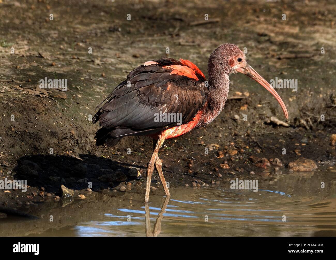 The scarlet ibis is a species of ibis in the bird family Threskiornithidae. It inhabits tropical South America and part of the Caribbean. Young bird. Stock Photo