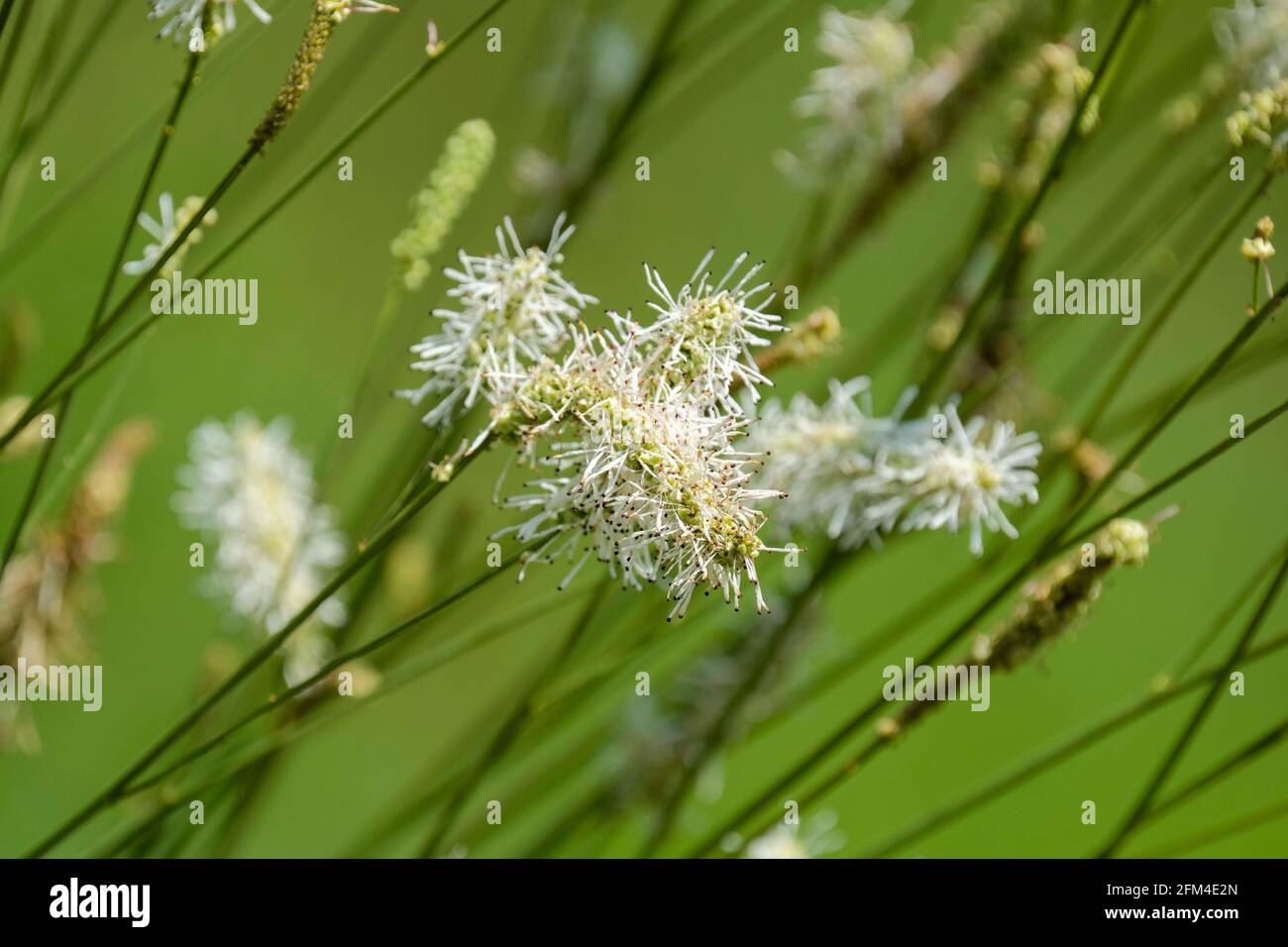 Sanguisorba White Tails, perennial, fluffy, white, upright to slightly drooping flowerheads Stock Photo