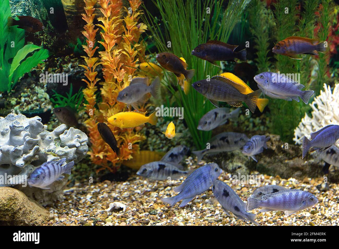 Group of colorful orange and blue aquarium fish cichlids on background of green and orange algae in aquarium Stock Photo