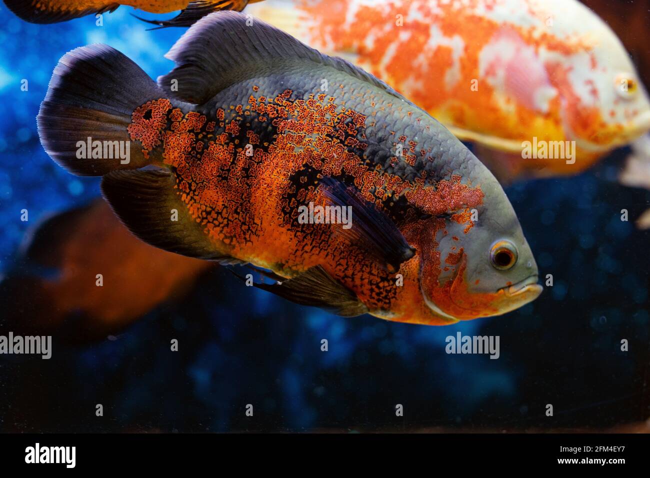 Tiger Oscar Fish close-up. Adult tropical fish astronotus ocellatus in aquarium Stock Photo