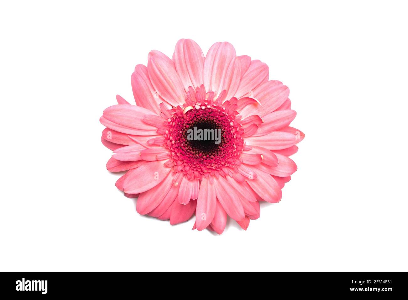 Pink gerbera flower on white isolated background. Element for design Stock Photo