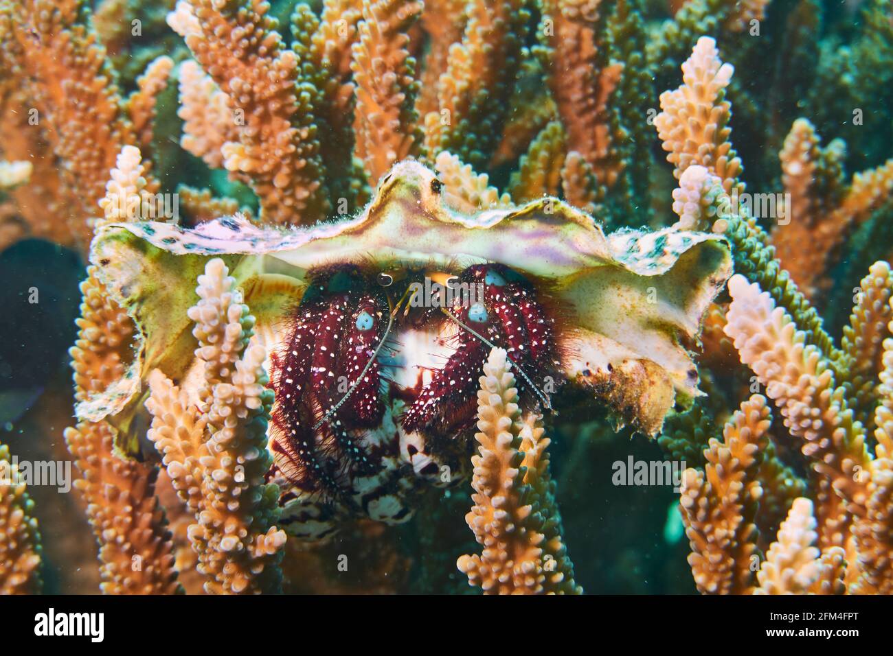 Hermit Crab With Snail Shell In Hard Coral. Selayar, South Sulawesi, Indonesia Stock Photo