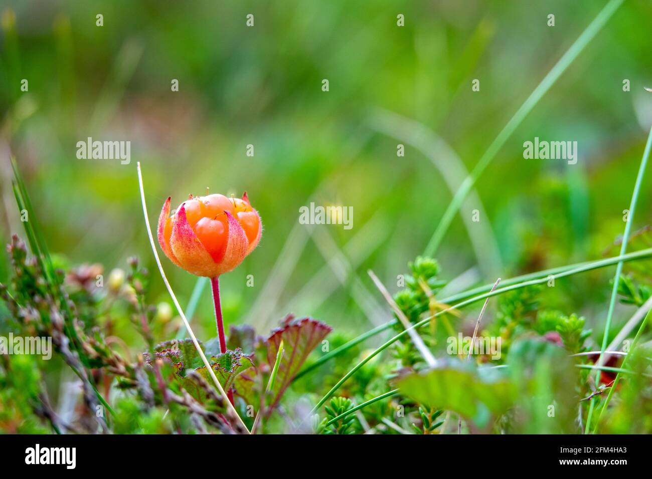 Close up of cloudberry in mire, wetland. Stock Photo
