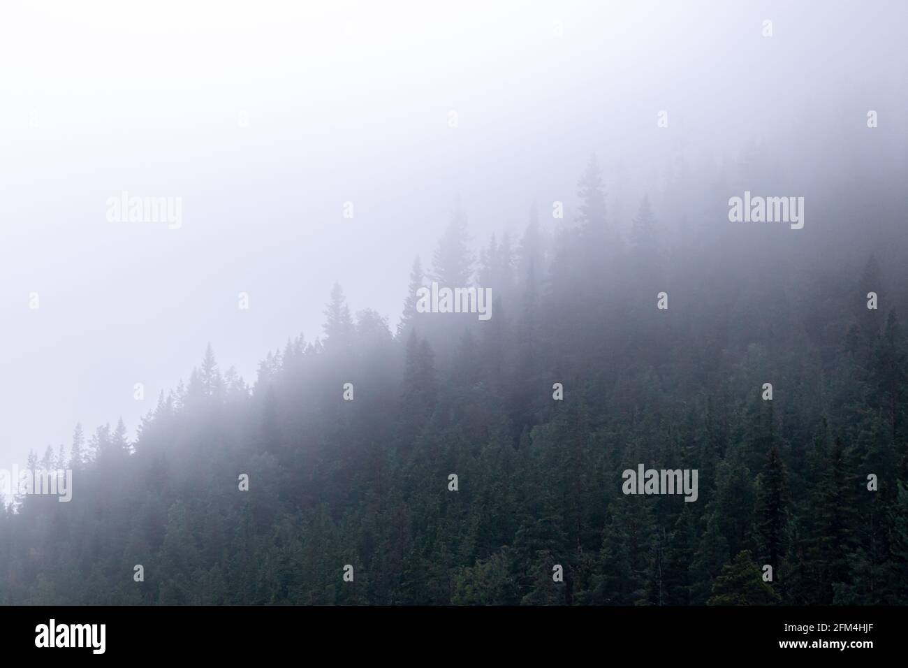 Fog on mountain slope. Early Morning. Forest with spruces. Stock Photo