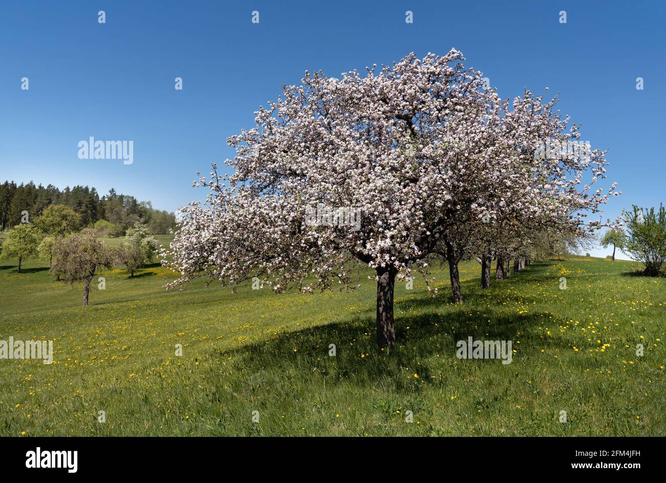 Clear apple tree hi-res stock photography and images - Alamy