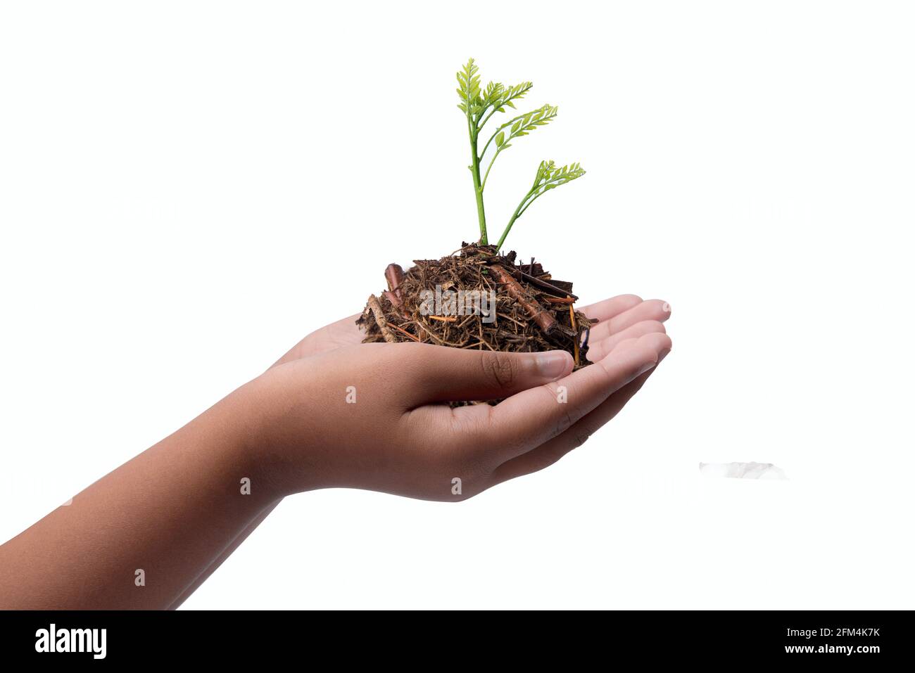 Human hands holding soil with growing plants above it isolated over ...