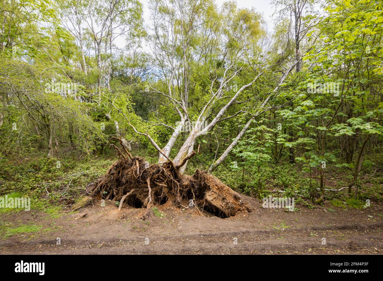 Fallen silver birch (Betula pendula) trees with exposed roots after strong spring winds at Newlands Corner, Albury, near Guildford, Surrey, UK Stock Photo