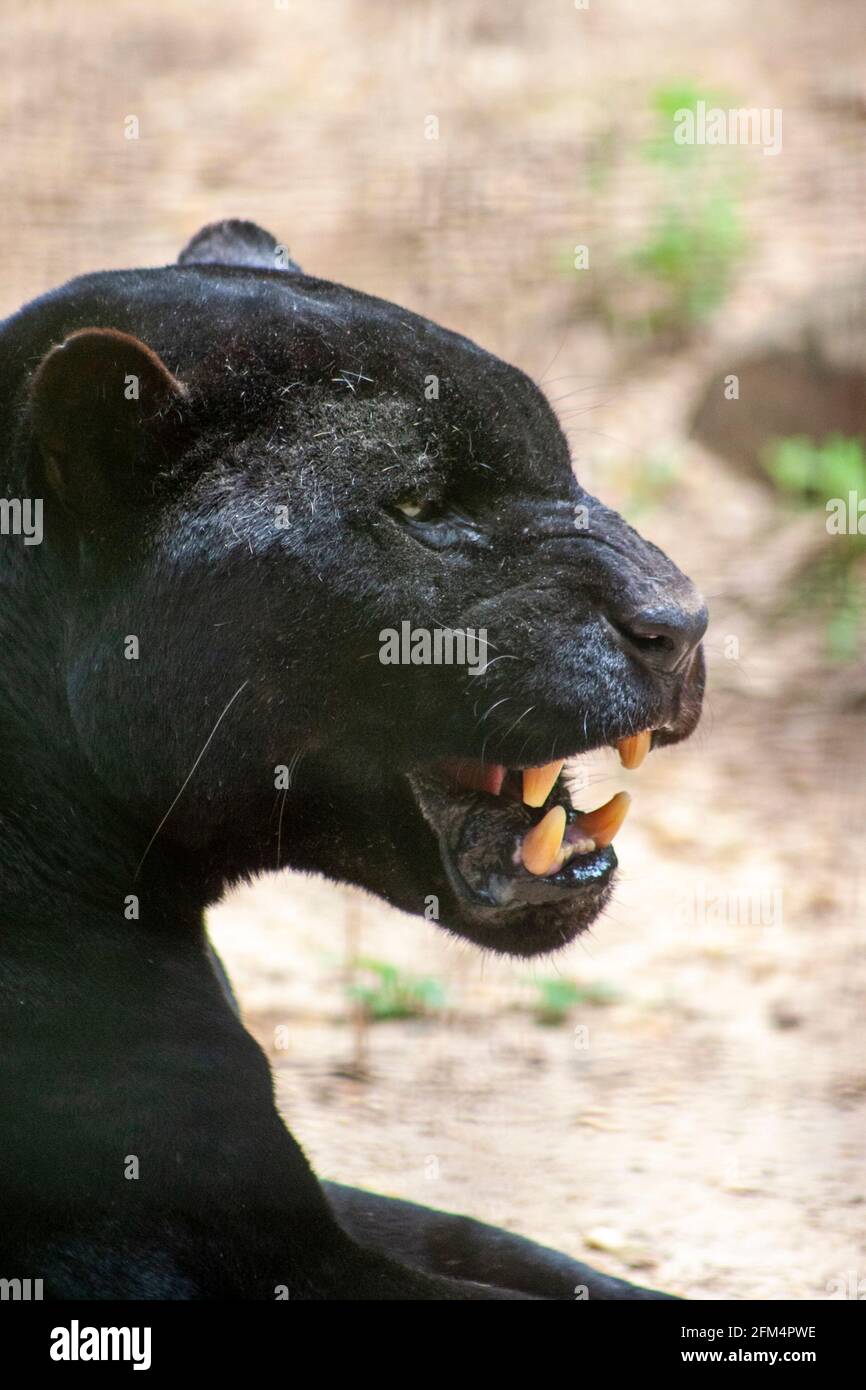 Jaquar hi-res stock photography and images - Alamy