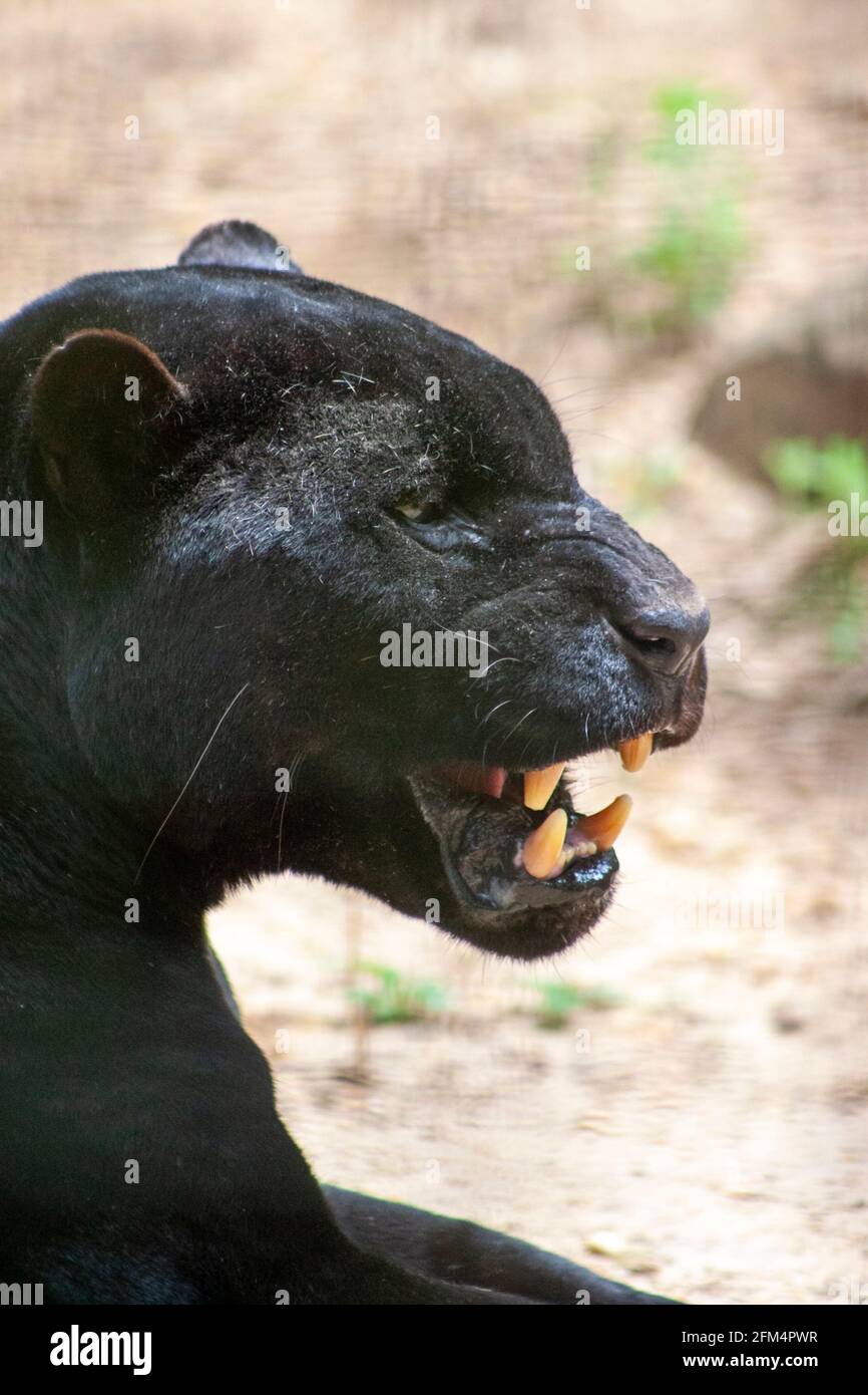 Jaquar hi res stock photography and images Alamy