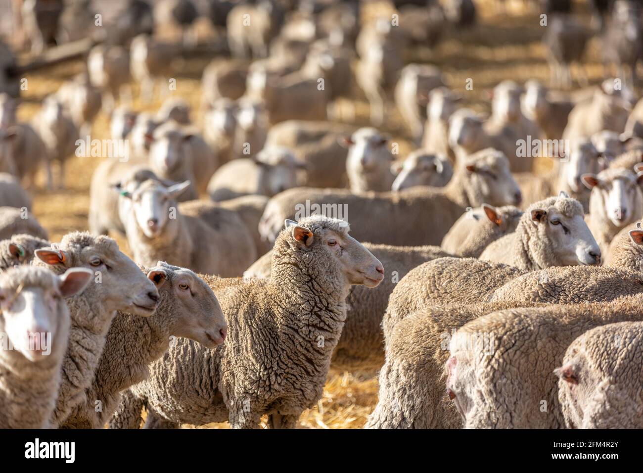 A flock of sheep feeding in a paddock in Normanville south australia on