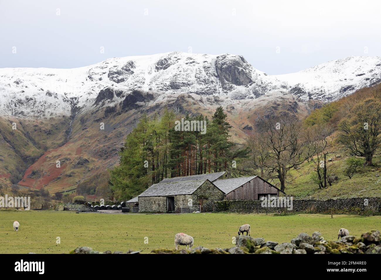 Dove Crag with a Covering of Spring Snow Viewed from Hartsop Hall, Lake District, Cumbria, UK Stock Photo