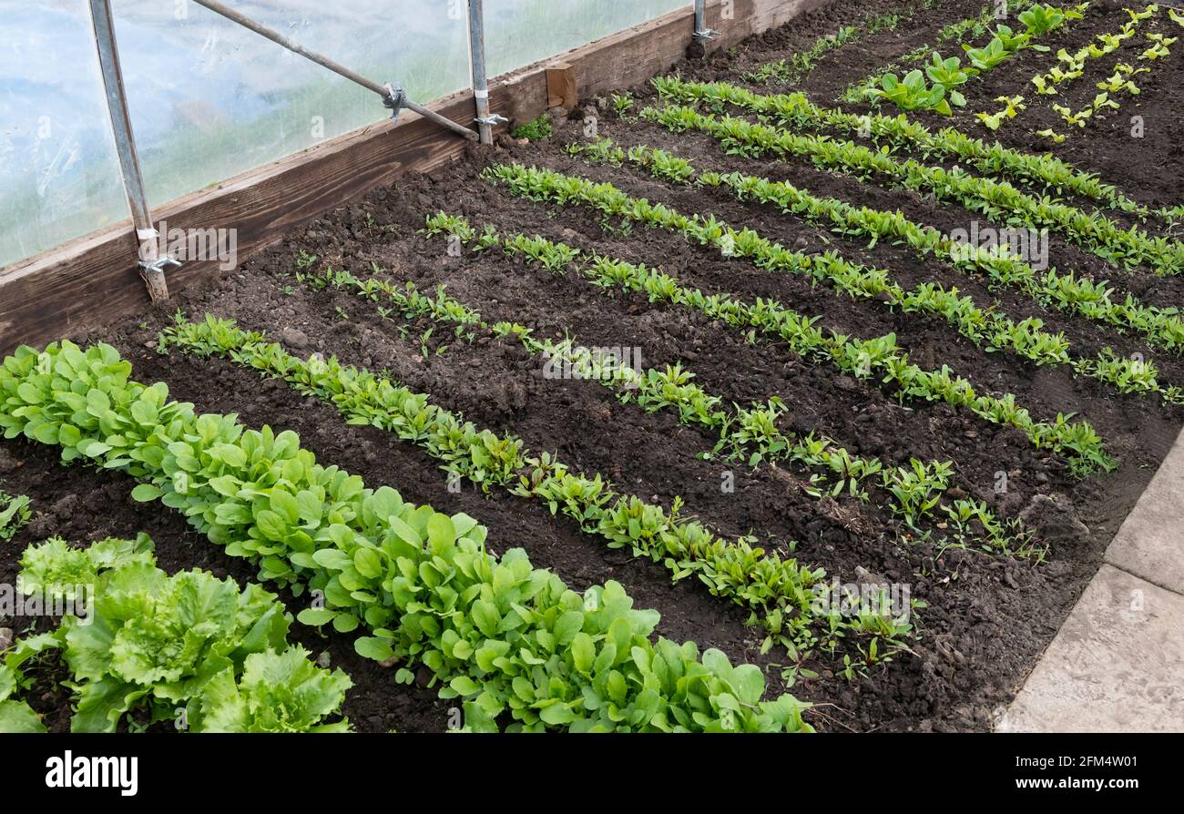 growing vegetables in a polytunnel, rows of spring organic plants inside a polythene poly tunnel  including young lettuce and beetroot on a allotment Stock Photo