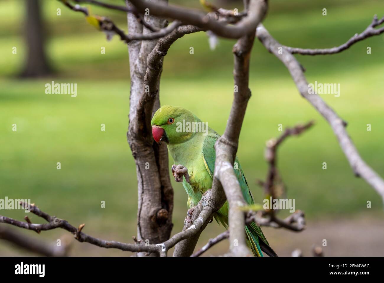 Closeup and detailed portrait view of a Rose-ringed parakeet (Psittacula krameri) perched on a tree. Stock Photo