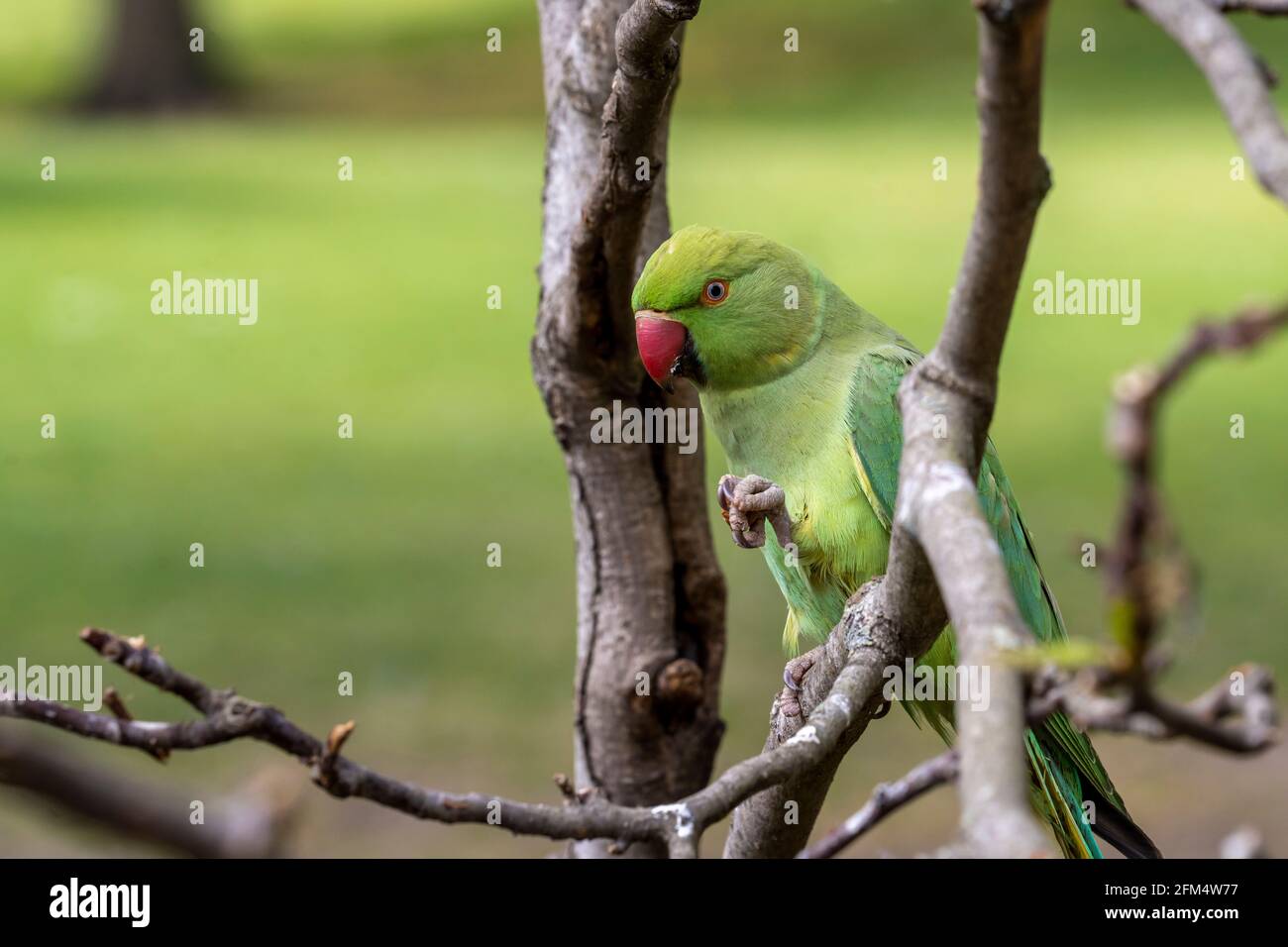 Closeup and detailed portrait view of a Rose-ringed parakeet (Psittacula krameri) perched on a tree. Stock Photo