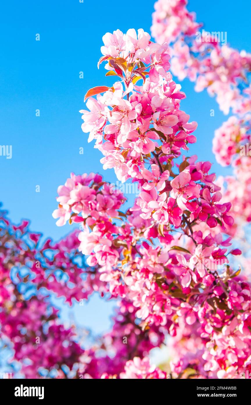 Apple tree in bloom. Pink floral background Stock Photo - Alamy