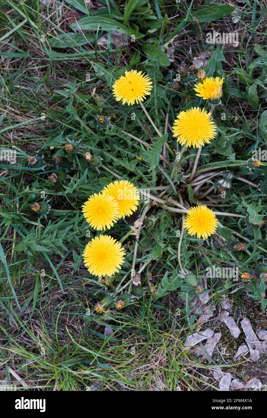 Overhead view summer flowers hi-res stock photography and images - Alamy