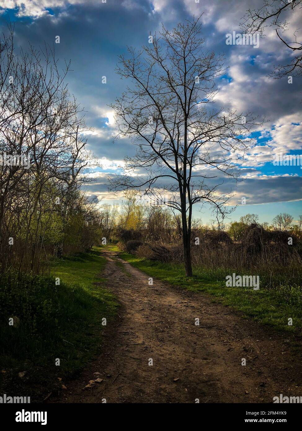 Lonely tree on the roadside hi-res stock photography and images - Alamy