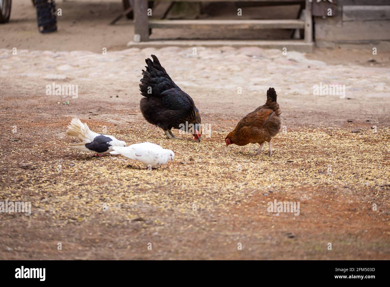 A group of chickens and pigeons dig into the ground in search of food