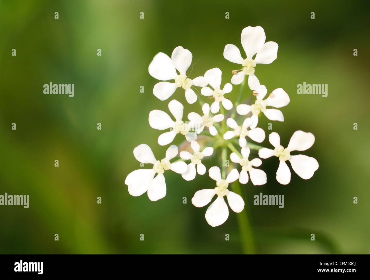 Macro close-up of an umbel of white Cow Parsley flowers (Anthriscus sylvestris) Stock Photo
