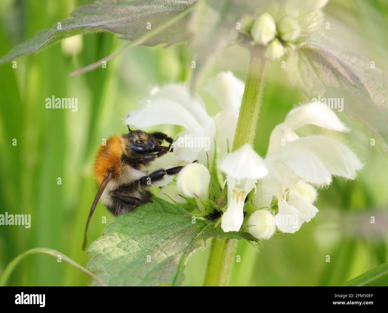 A Common Carder Bee (a type of Bumblebee, Bombus pascuorum) gathering nectar and pollen from the white flowers of a nettle plant in spring. Stock Photo