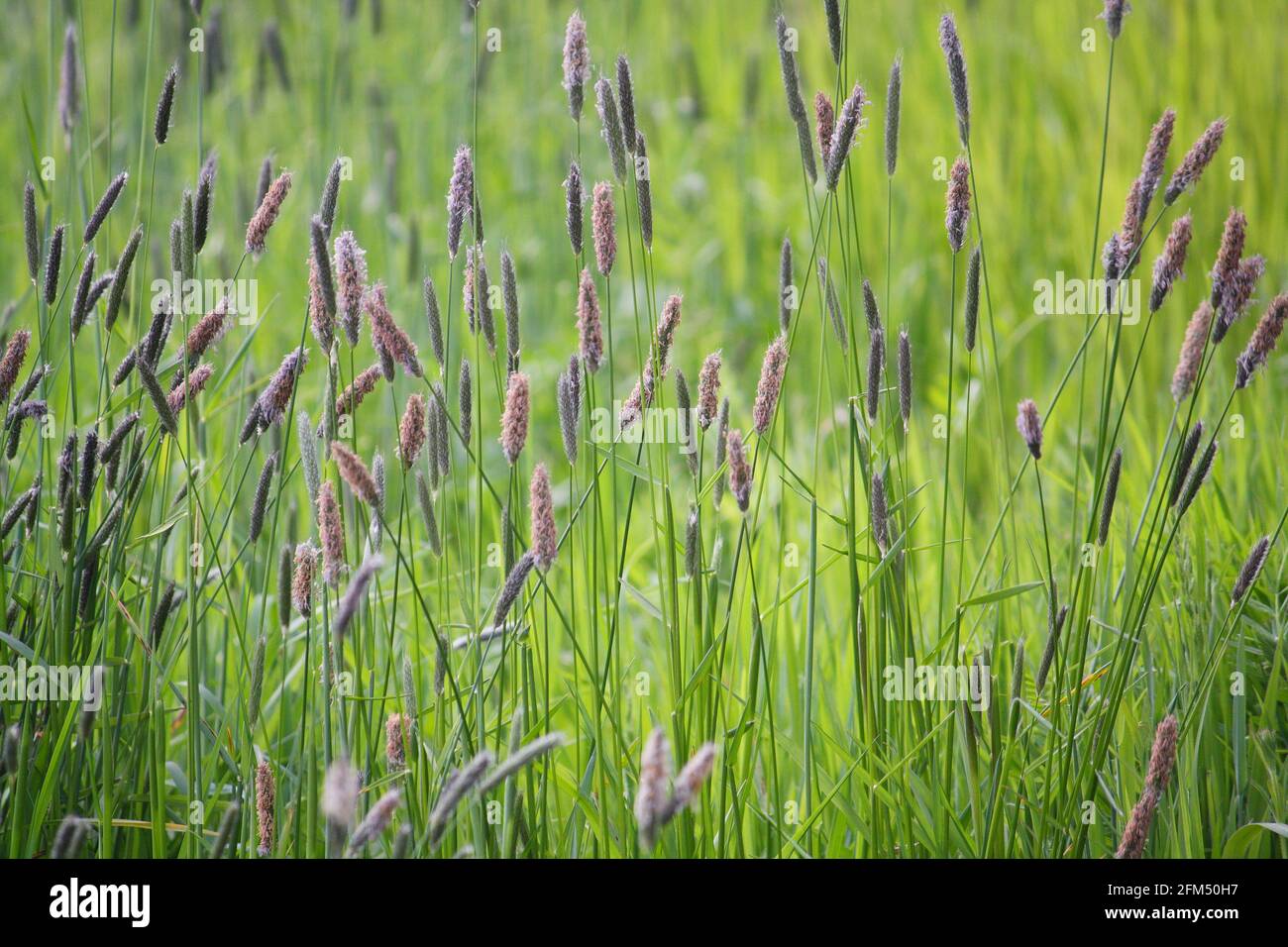 Alopecurus pratensis, also known as Meadow foxtail or Field foxtail, a grass with purple-coloured flower spikes Stock Photo