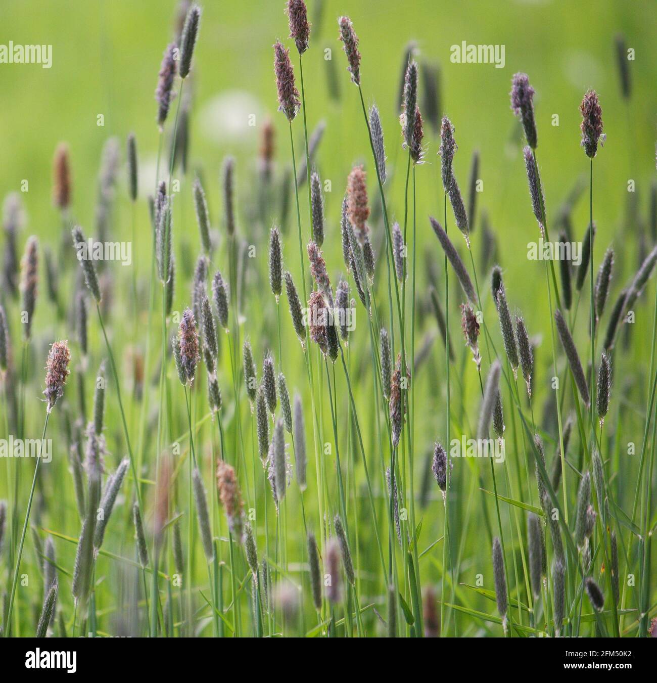 Alopecurus pratensis, also known as Meadow foxtail or Field foxtail, a grass with purple-coloured flower spikes. Square format. Stock Photo