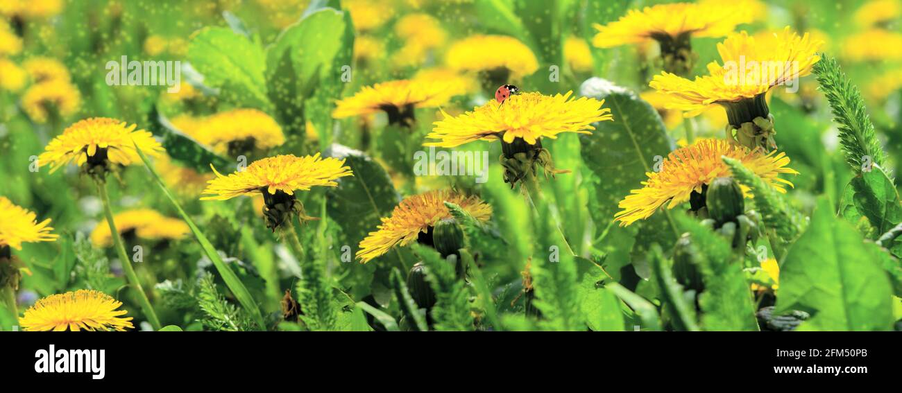Dreamy spring field with dandelion flowers, ladybug, grass, close-up panorama. Spring floral image. Pastel golden toned. Macro with soft focus. Nature Stock Photo