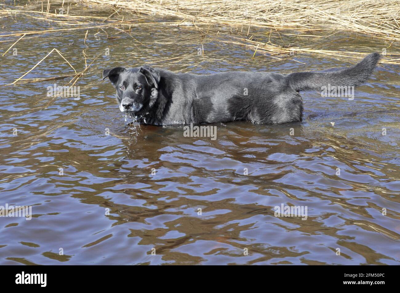 Old black dog is bathed in water. The dog is very hot Stock Photo Alamy