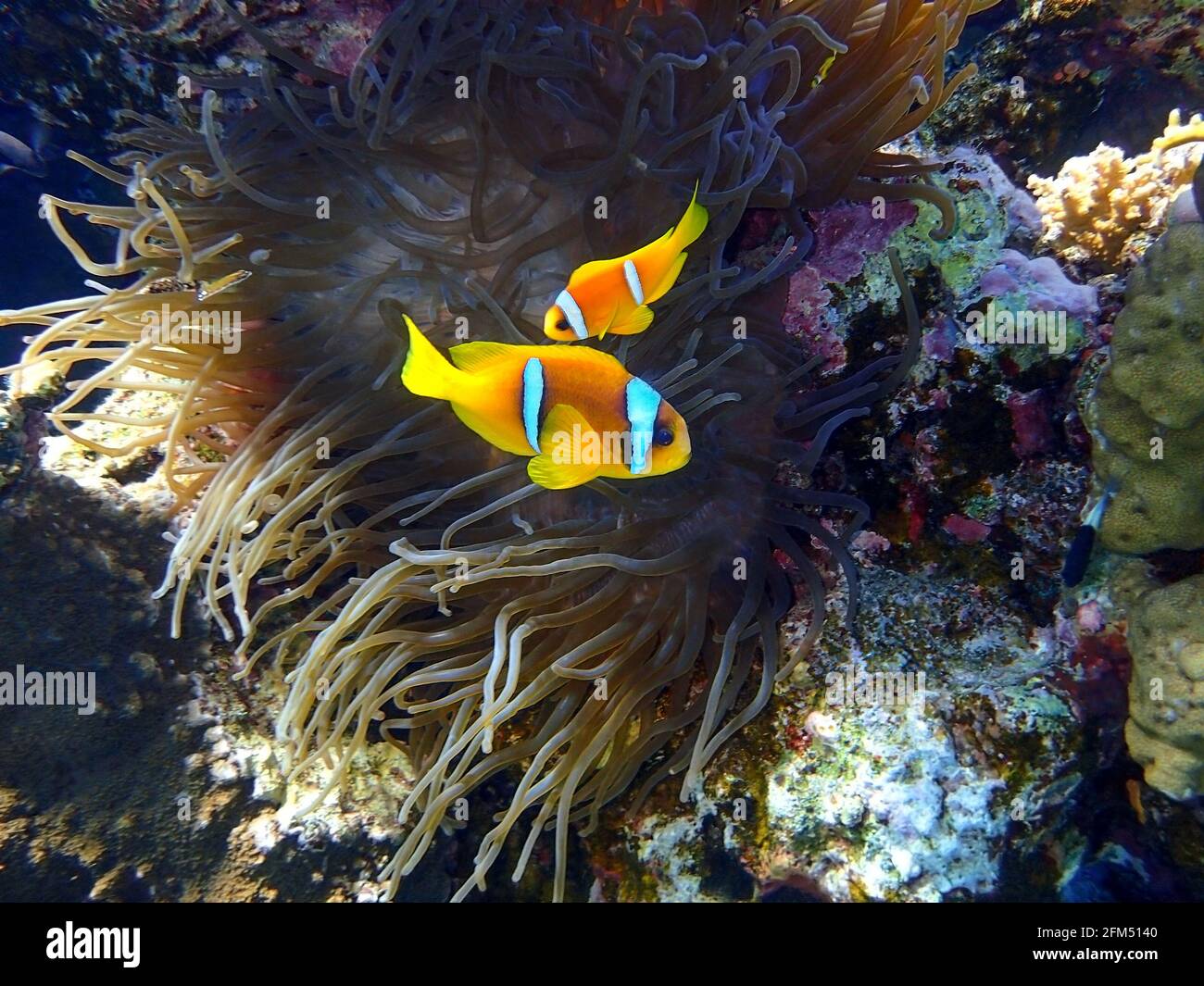 Two orange clownfish (Anemone fish) in anemone soft coral. Pair of bright striped marine tropical fish in natural habitat in Red Sea, Egypt. Amazing s Stock Photo