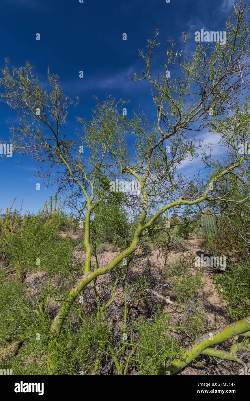 Palo Verde, Parkinsonia microphylla, in Saguaro National Park, Tucson Mountain District, Arizona, USA Stock Photo