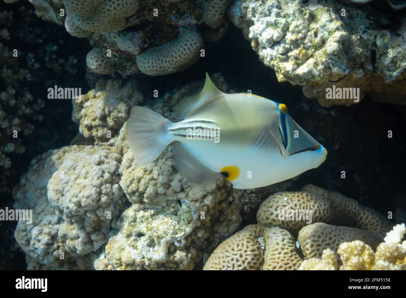 Arabian picassofish (Rhinecanthus assasi, triggerfish) in a coral reef in Red Sea, Egypt. Unusual tropical bright fish in blue ocean lagoon water. Und Stock Photo