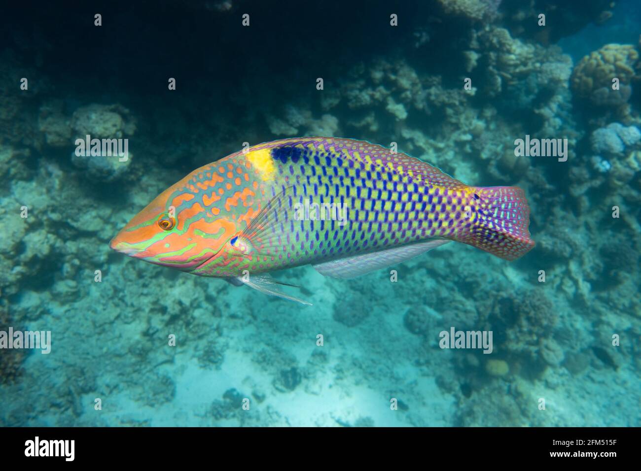 Checkerboard Wrasse (Halichoeres hortulanus) in Red Sea. Bright tropical fish in the ocean, clear turquoise water near a coral reef. Close up, side vi Stock Photo
