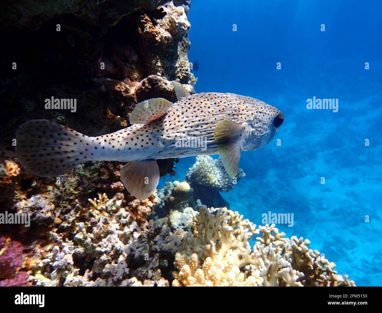 Porcupinefish (hedgehog fish, blowfish, balloonfish, globefish, pufferfish) near coral reef, clear blue turquoise water, sun rays shining through wate Stock Photo