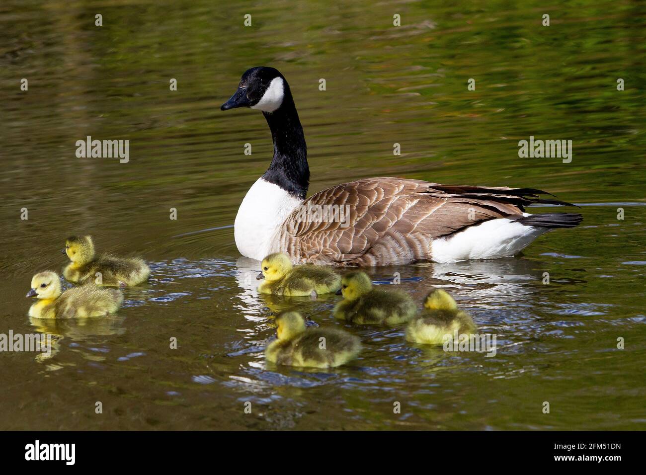 Canada goose holdings inc news cheap
