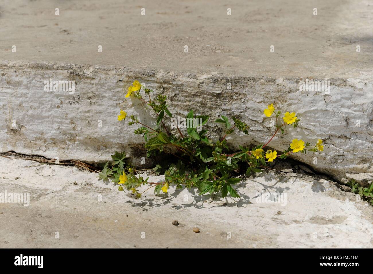 Potentilla is a species of plant in the Rosaceae family. Yellow, bright paw flowers sprouted between the concrete slabs. Selective focus. Stock Photo