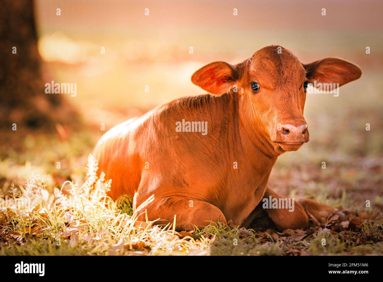 Close up of young weaner in the yards on a remote cattle station in Northern Territory in Australia at sunrise. Stock Photo