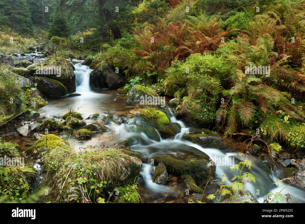 Wilde Rivier Wild river flowing in untouched green nature in autumn Stock Photo - Alamy