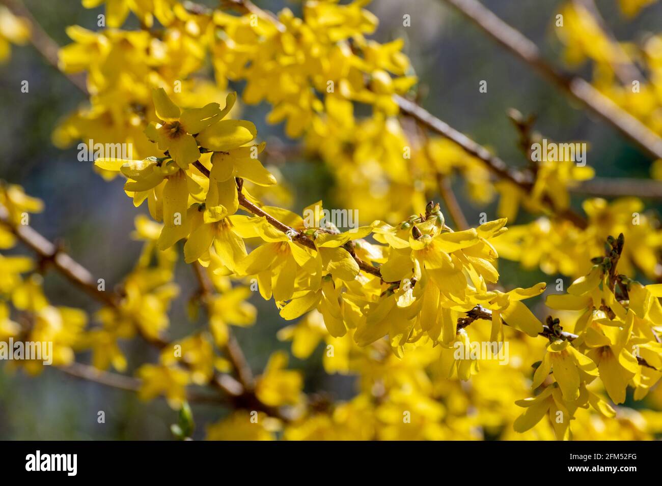 Bright yellow forsythia flowers in early spring Stock Photo