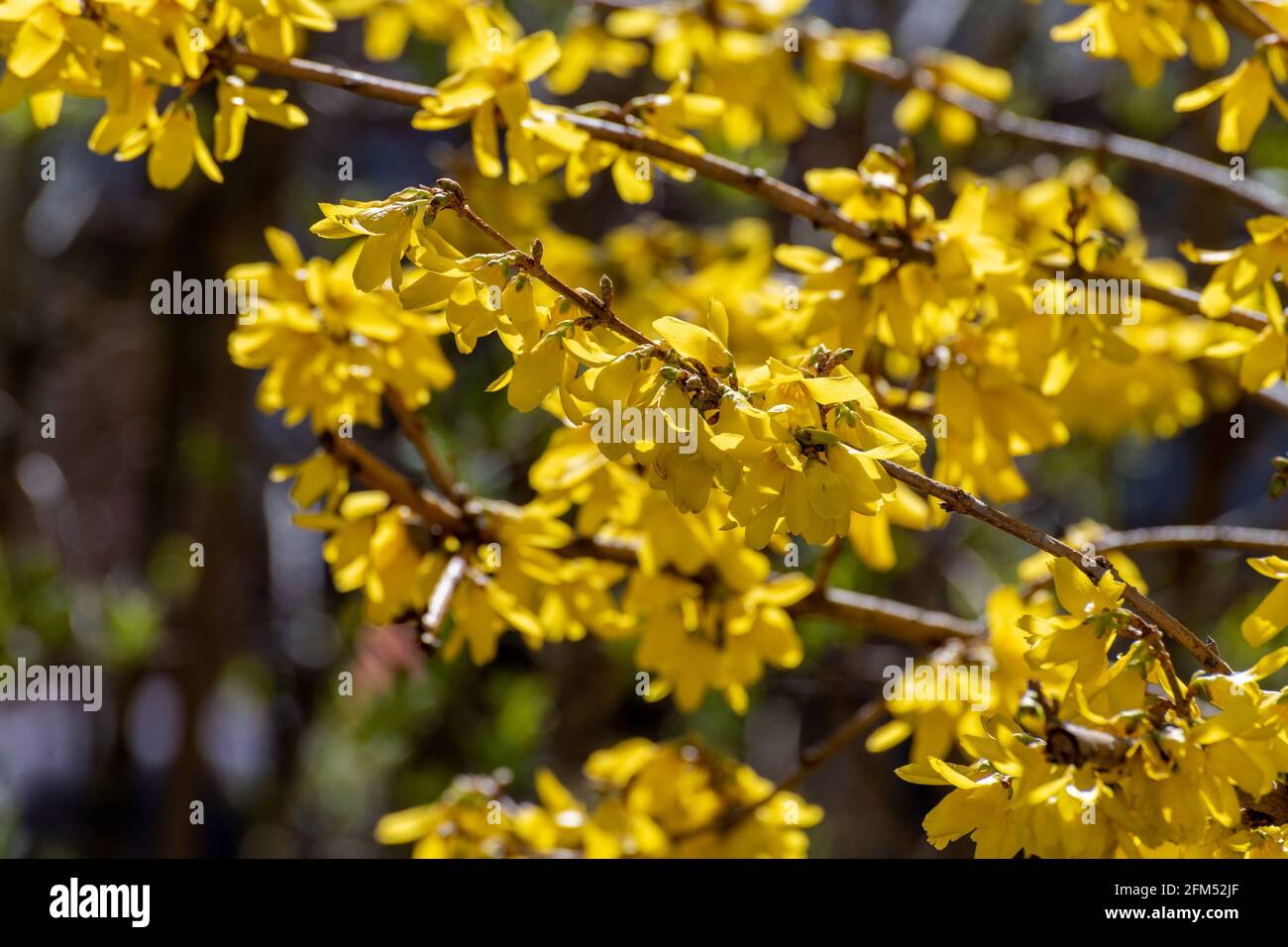 Bright yellow forsythia flowers in early spring Stock Photo