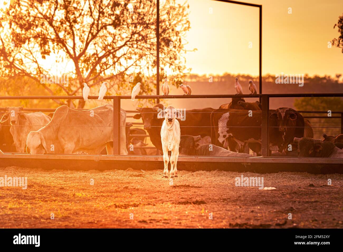 Young weaner in the yards on a remote cattle station with bulls in the background  in Northern Territory in Australia at sunrise. Stock Photo