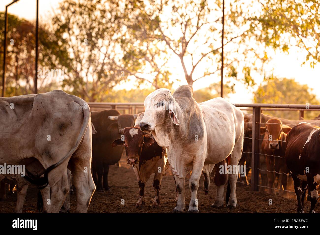 cattle-station-northern-territory-australia-hi-res-stock-photography