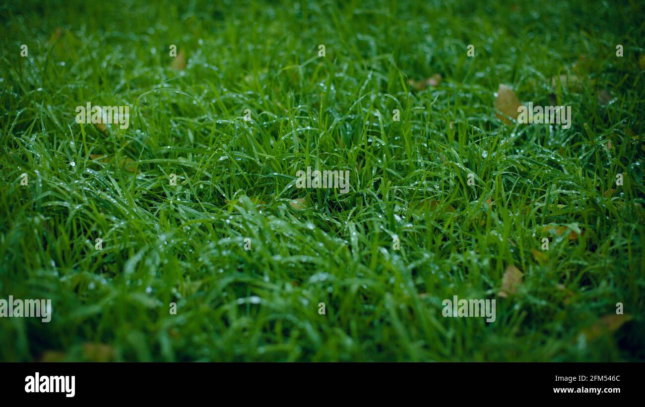 High resolution 3d green grass hi-res stock photography and images - Alamy