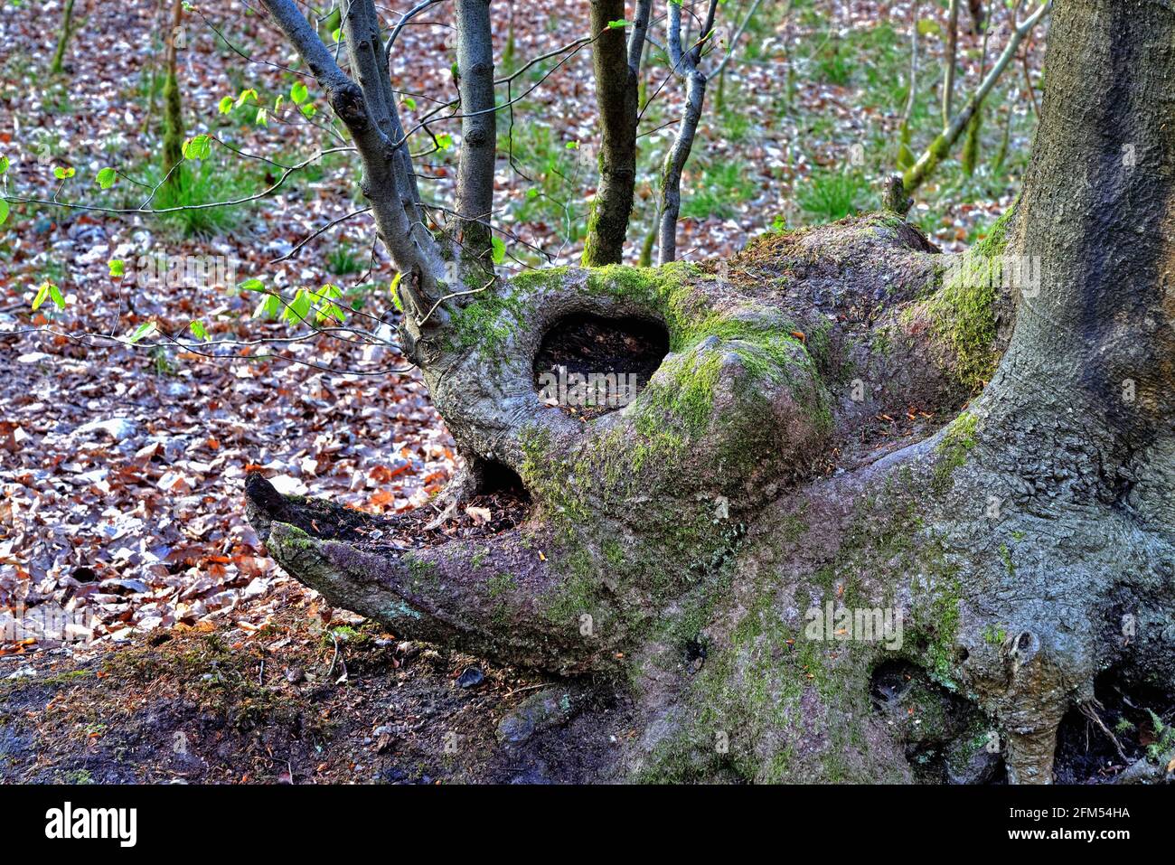 A tree trunk that has formed into the shape of a strange and mythical face of a monster Stock Photo