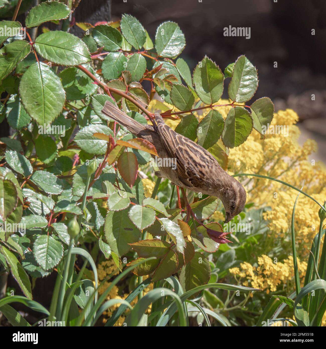 Natural pest control - sparrow eating aphids on my roses! Stock Photo -  Alamy