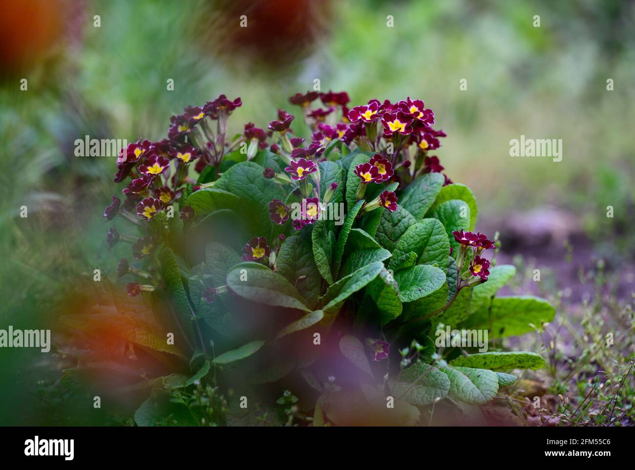 bush with large green leaves and red flowers Primula acaulis in the garden on a spring afternoon Stock Photo